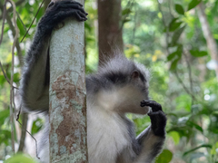 Presbytis thomasi