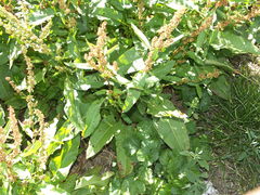 Rumex obtusifolius transiens