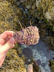 Mesocentrotus franciscanus