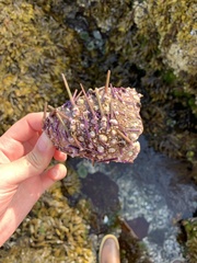 Mesocentrotus franciscanus