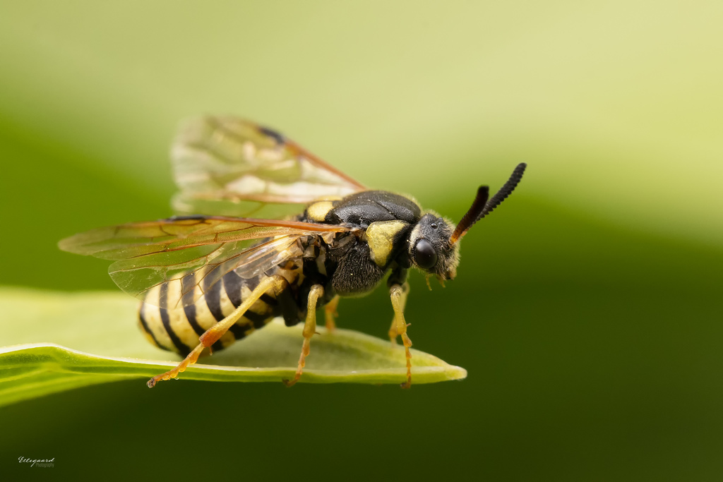 Macrodiprion nemoralis