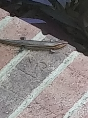 Plestiodon inexpectatus