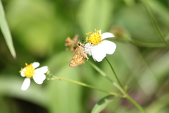 Taractrocera archias