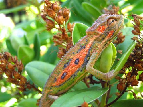 Cape Dwarf Chameleon, photo 5 of 10
