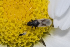 Metopoplax origani
