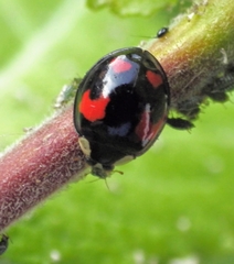 Harmonia axyridis