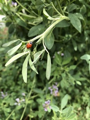 Hippodamia tredecimpunctata