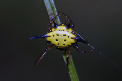 Macracantha hasselti