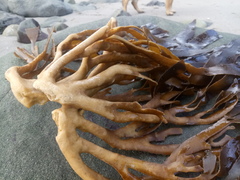 Lessonia trabeculata