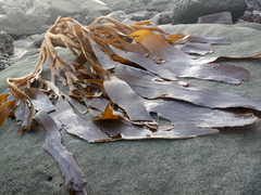 Lessonia trabeculata