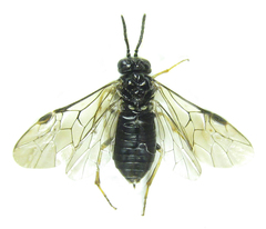 Monophadnus pallescens