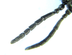 Monophadnus pallescens