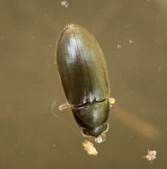 Pelonomus obscurus