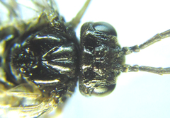 Monophadnus pallescens