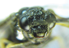 Monophadnus pallescens