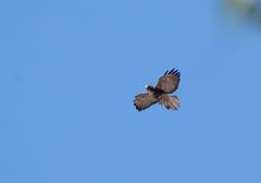 Geranoaetus albicaudatus