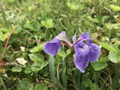 Iris hookeri