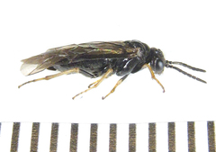 Monophadnus pallescens