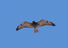 Geranoaetus albicaudatus