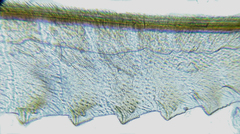 Monophadnus pallescens