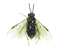 Monophadnus pallescens