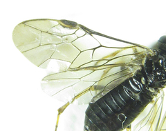 Monophadnus pallescens