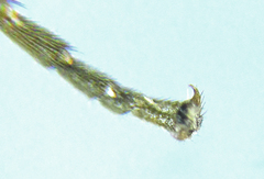 Monophadnus pallescens