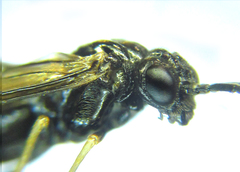 Monophadnus pallescens