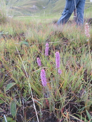 Erica alopecurus
