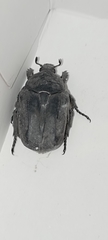 Protaetia morio