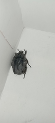 Protaetia morio