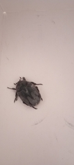 Protaetia morio