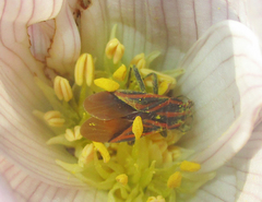 Spilostethus taeniatus