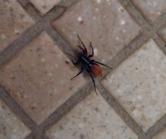 Castianeira occidens