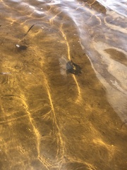 Malaclemys terrapin macrospilota