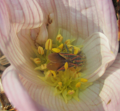 Spilostethus taeniatus