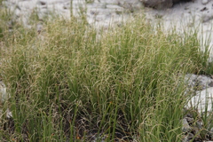 Pseudopentameris macrantha