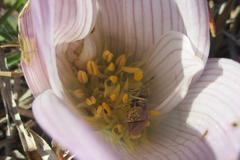 Spilostethus taeniatus