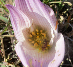 Spilostethus taeniatus