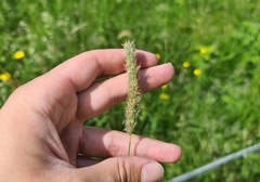 Alopecurus pratensis