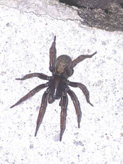 Arctosa rubicunda