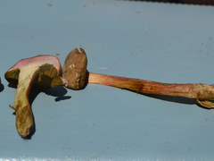 Hortiboletus bubalinus