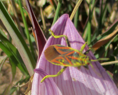 Spilostethus taeniatus