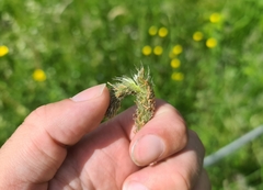 Alopecurus pratensis