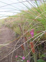 Erica alopecurus