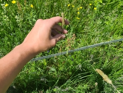 Alopecurus pratensis