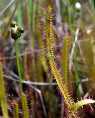 Drosera linearis