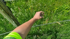 Alopecurus pratensis