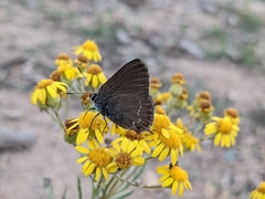 Satyrium esculi