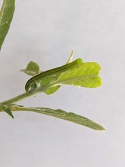 Scoliopteryx libatrix